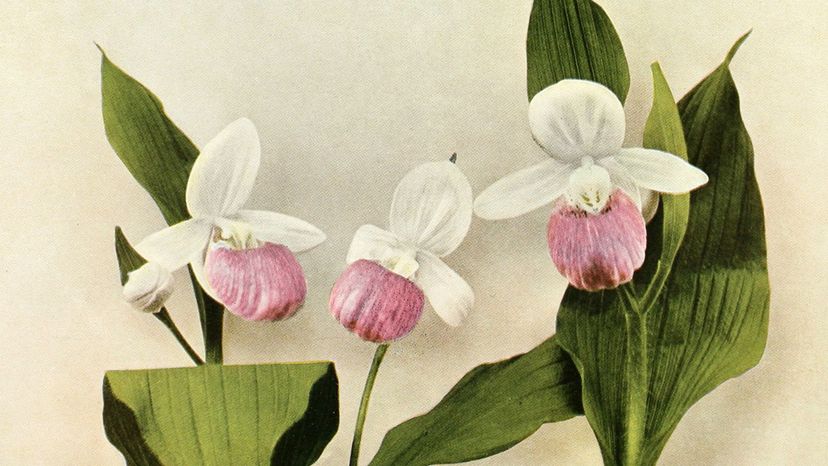 Pink and white lady's slipper