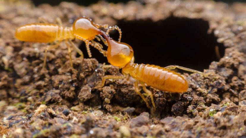 Termites