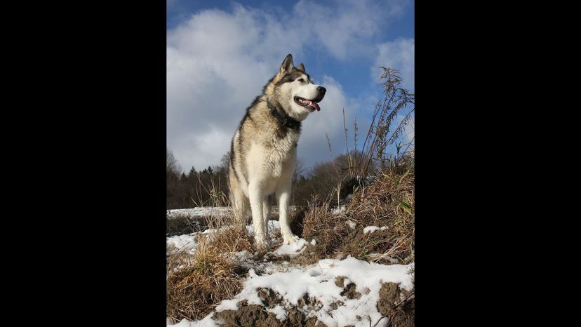 Alaskan Malamute