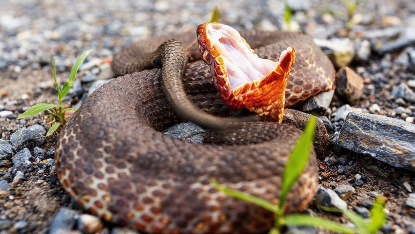 Cottonmouth