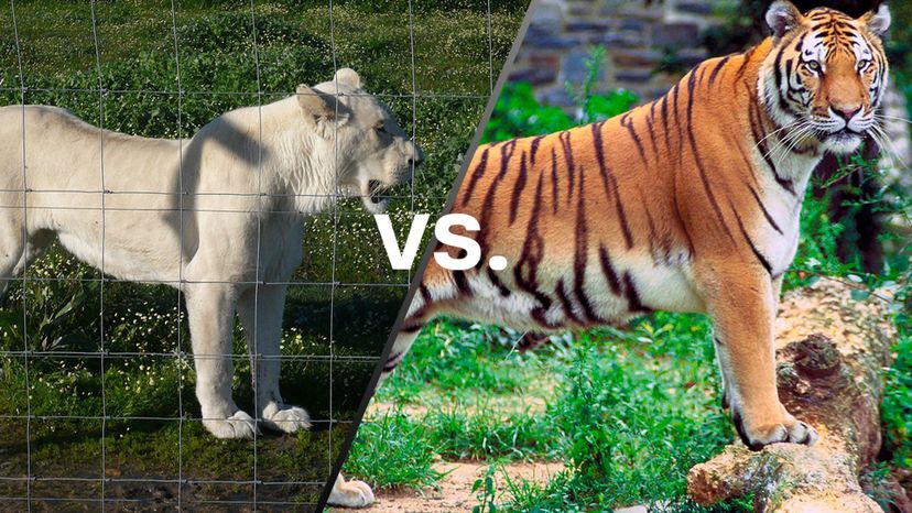 WHite Lion vs Tiger