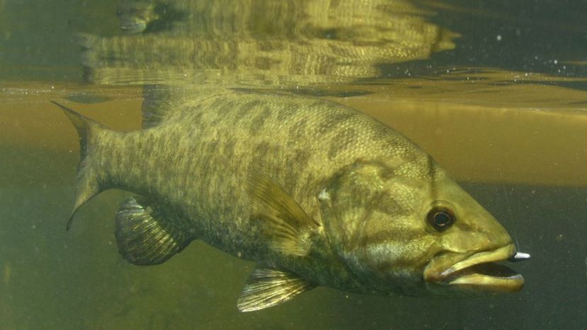 Smallmouth Bass