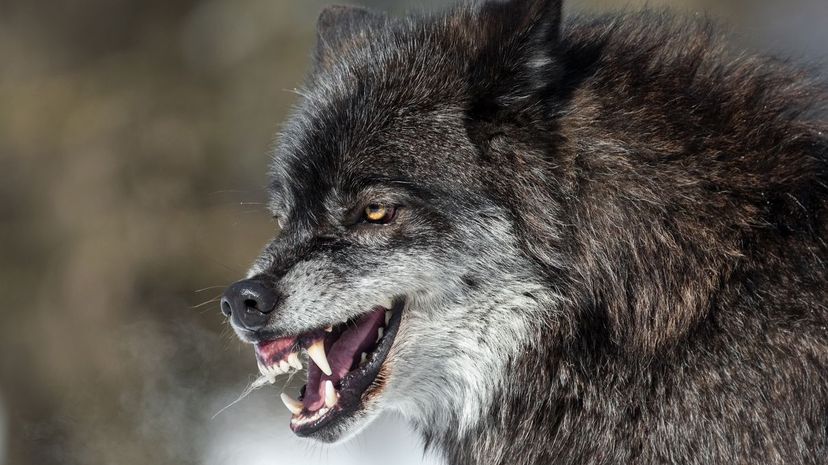 Snarling wolf