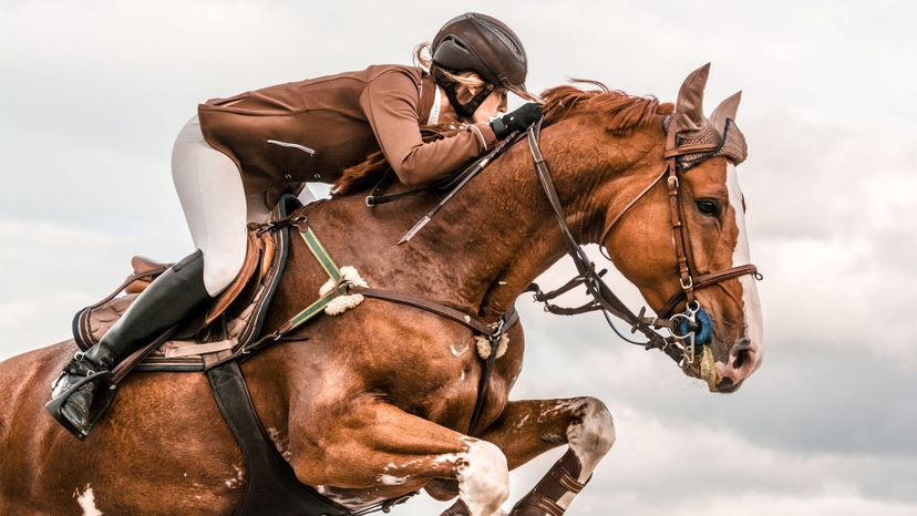 Can We Guess Which Horse Breed Matches Your Personality?