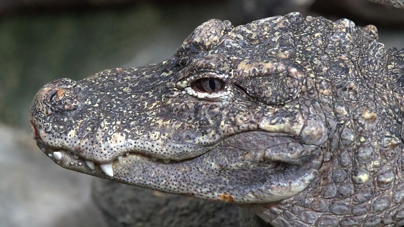 Q 33 Chinese Alligator