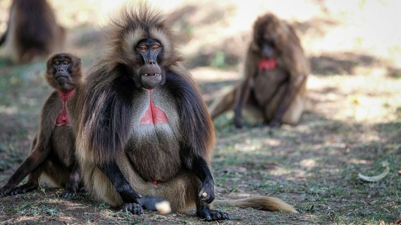 Gelada