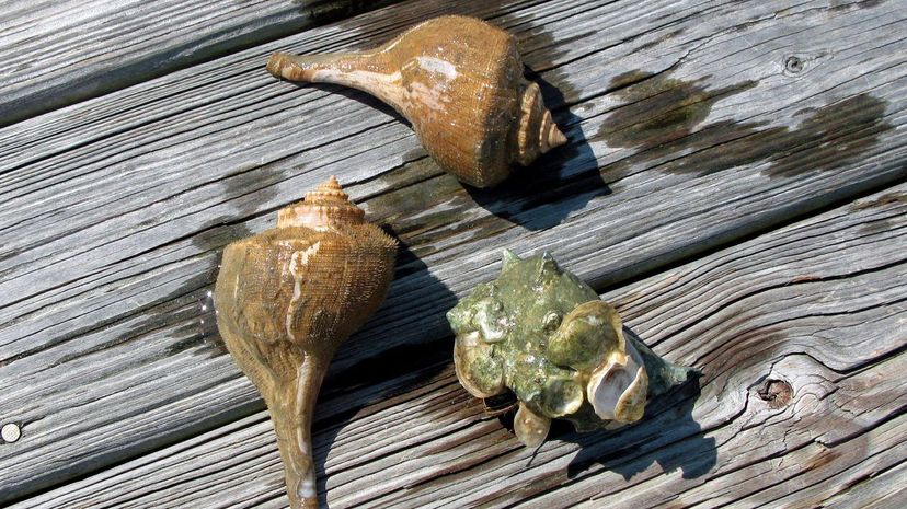 Two lightning whelk shells and a barnacled knobbed whelk shell