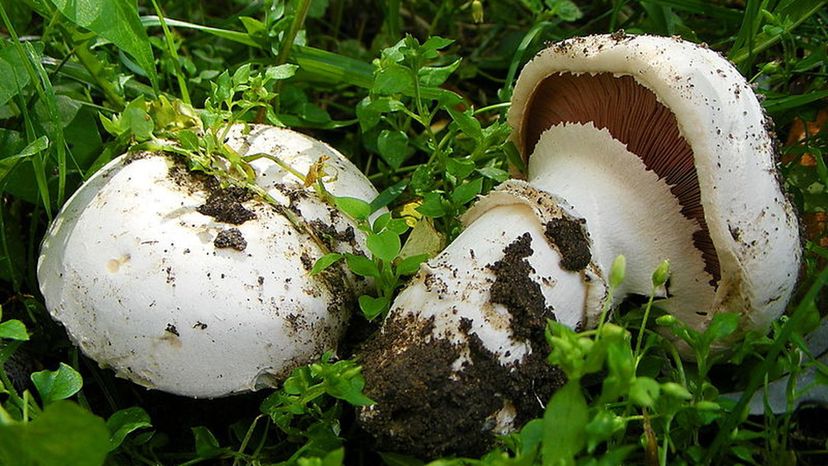 Agaricus_bitorquis