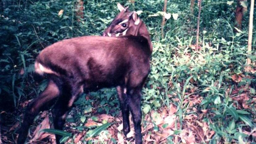 Saola