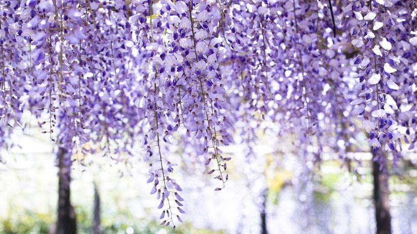 Chinese wisteria