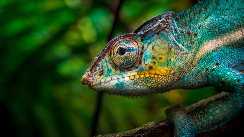 Chameleon on tree