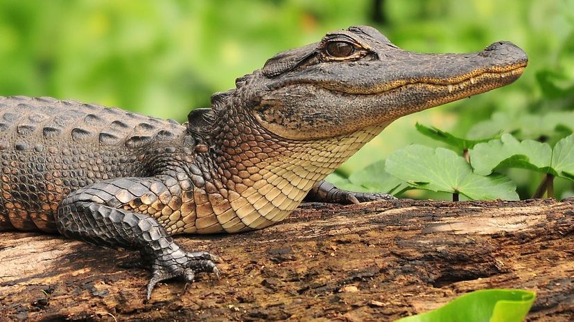 American Alligator