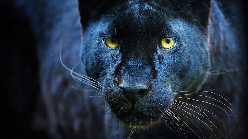 Black panther