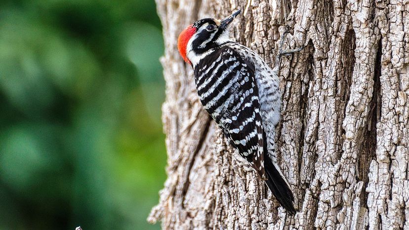 Woodpecker