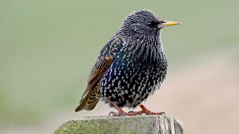 Common starling