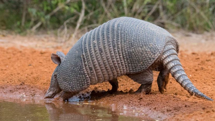 armadillo