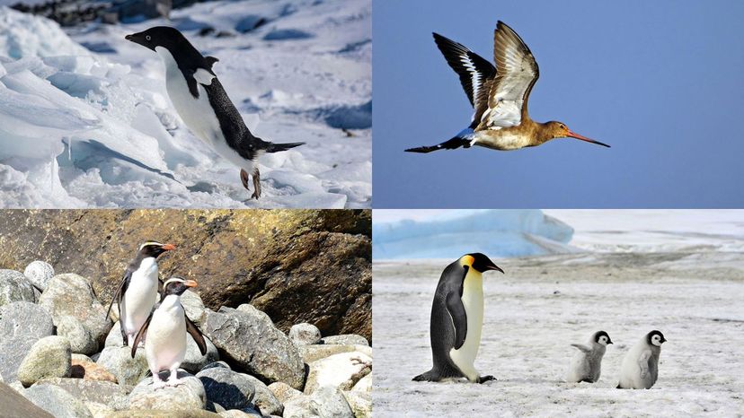 emperor penguin. adelie penguin, crested peguin, black-tailed godwit