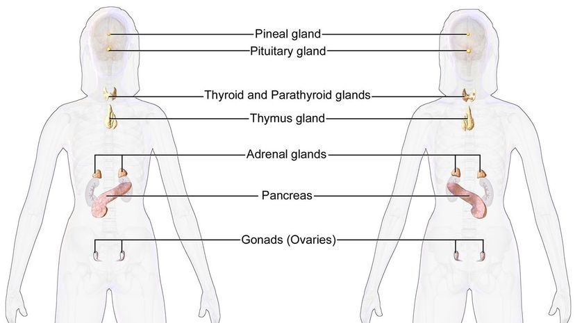 Q 31 Internal glands