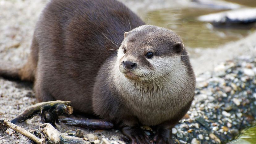 12 otter