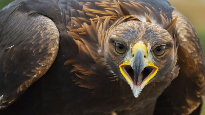 Golden eagle