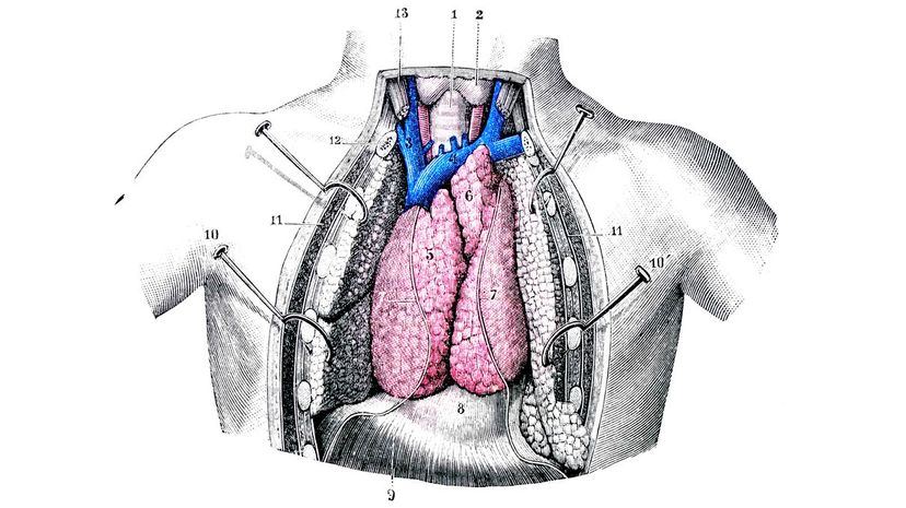 Thymus