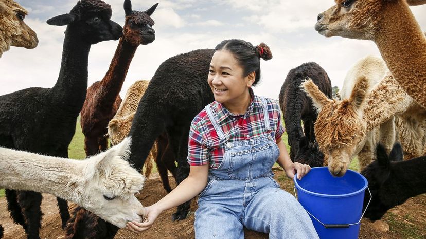 19 animales
