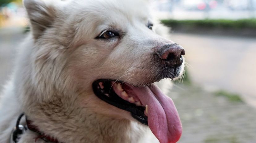 Alaskan malamute