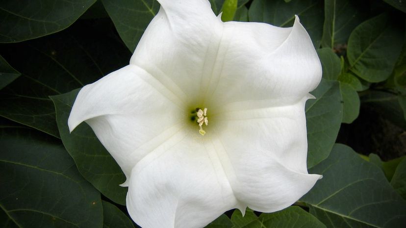 Moonflower