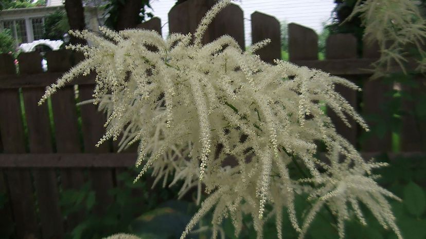 Goat's_Beard