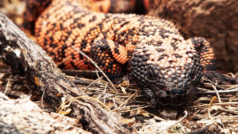 Gila Monster