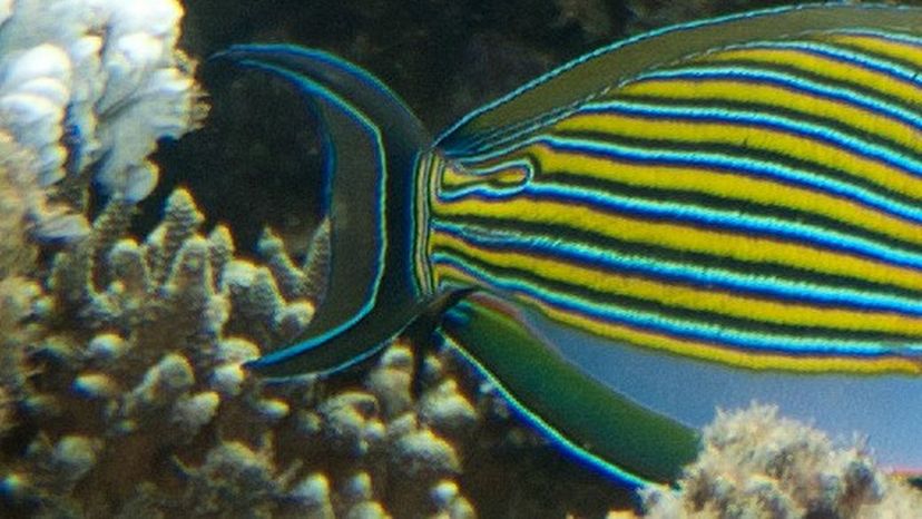 LinedSurgeonfish