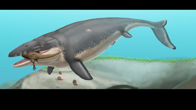 Mosasaurus