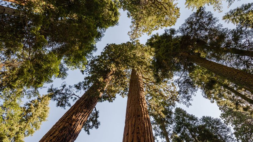 Giant Sequoia