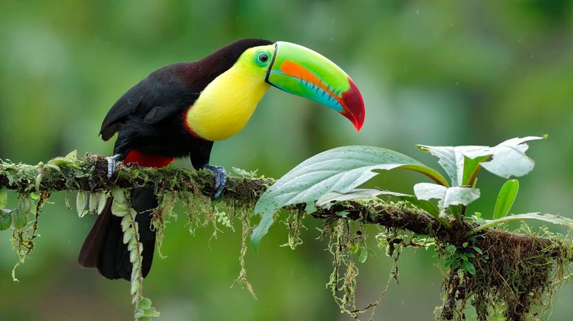 Toucan