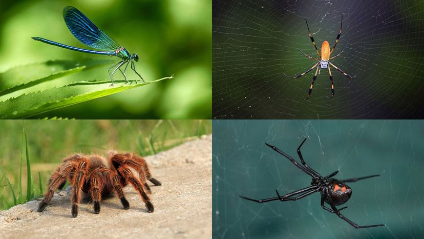 Tarantula, window spider, golden silk orb-weaver, dragonfly