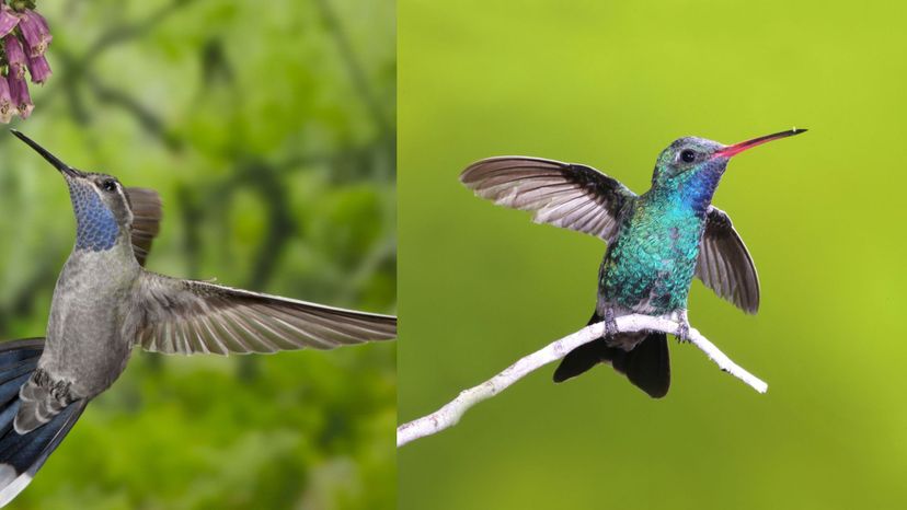 Blue-throated hummingbird (Broad-billed hummigbird)