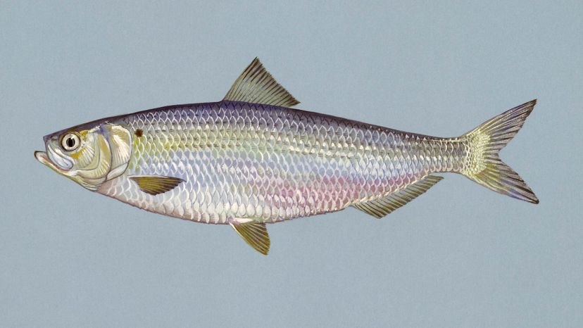 Blueback herring