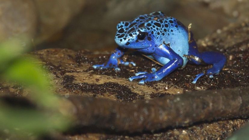 Poison Dart Frog