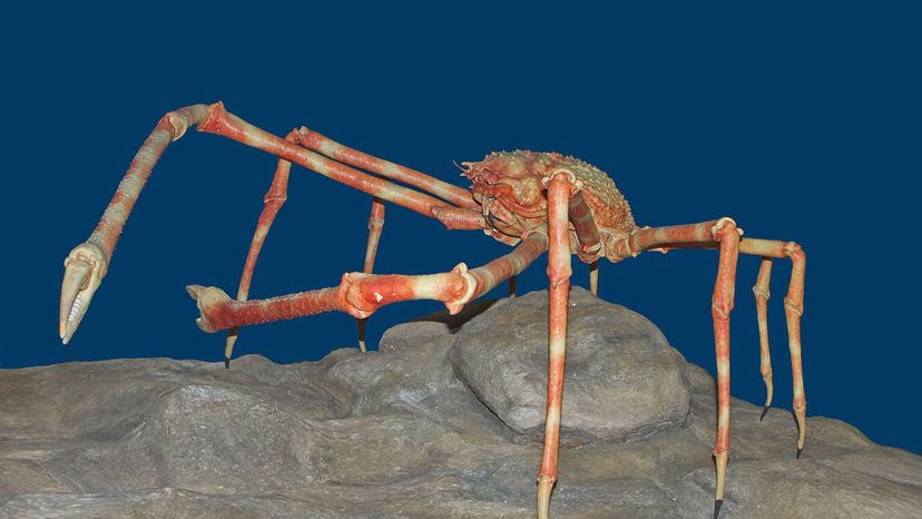 Spider Crab