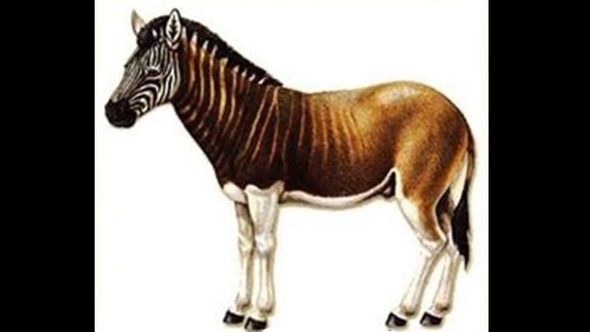 AMerican Zebra