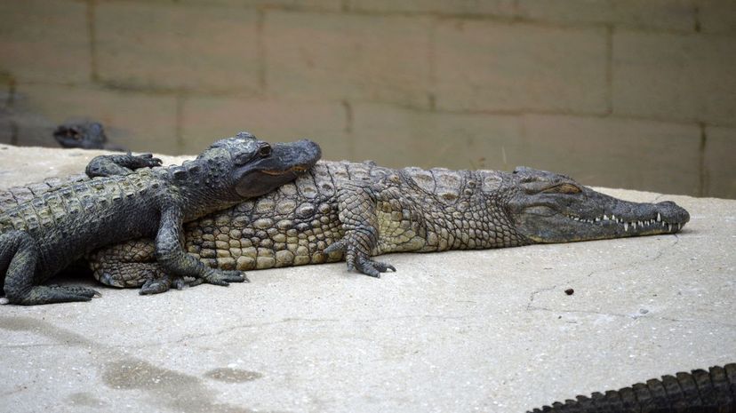 Q 16 Juvenile Alligator
