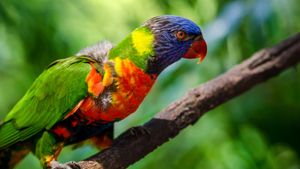 See If You Can Identify These Birds From an Image! cover