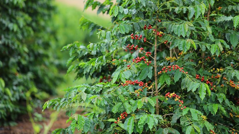 39 Coffee Plant