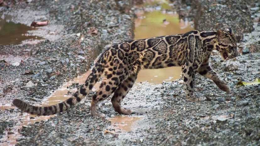 Sunda Leopard Cat