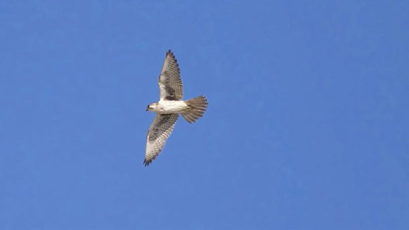 Prairie Falcon