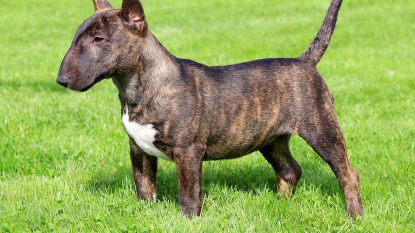 Miniature bull terrier