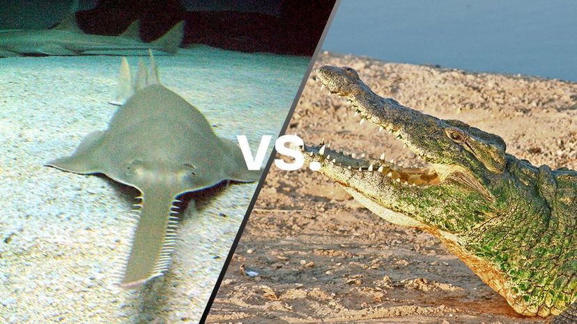 Sawfish vs Crocodile