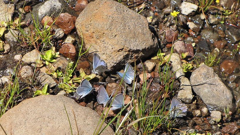 Arrowhead Blue