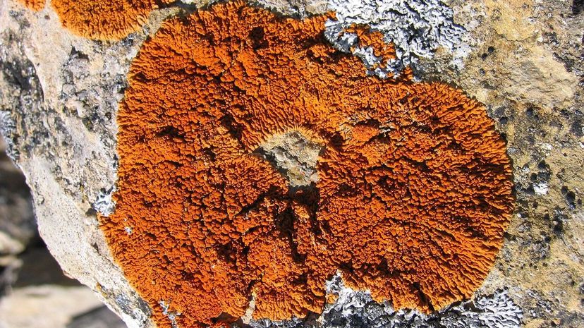Elegant Sunburst Lichen