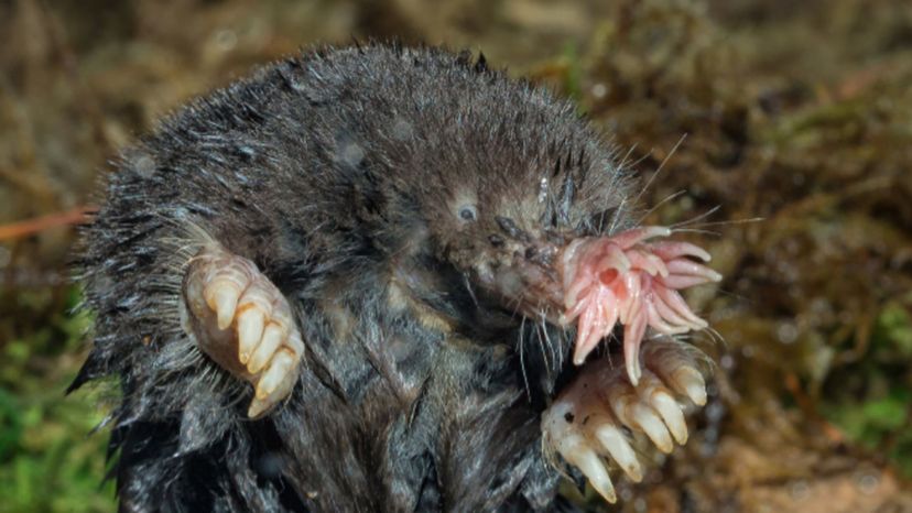 Star-Nosed Mole